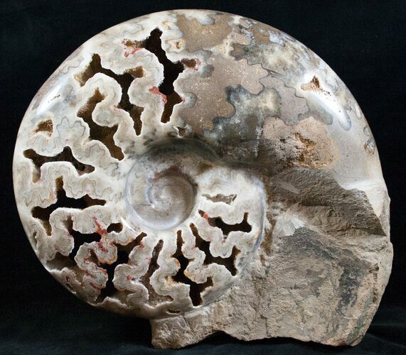 Massive Polished Ammonite With Stone Base #13835